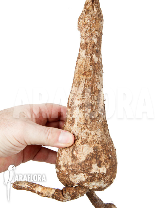 Adenia viridiflora &lsquo;L&rsquo;