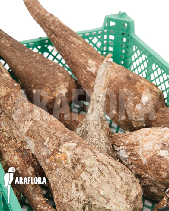 Adenia viridiflora &lsquo;L&rsquo;