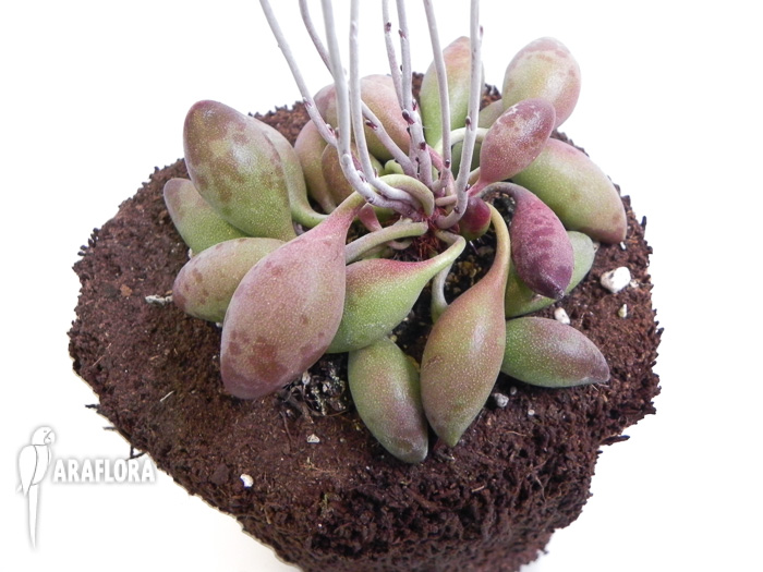 Adromischus cristatus  &lsquo;Choilandi&rsquo;