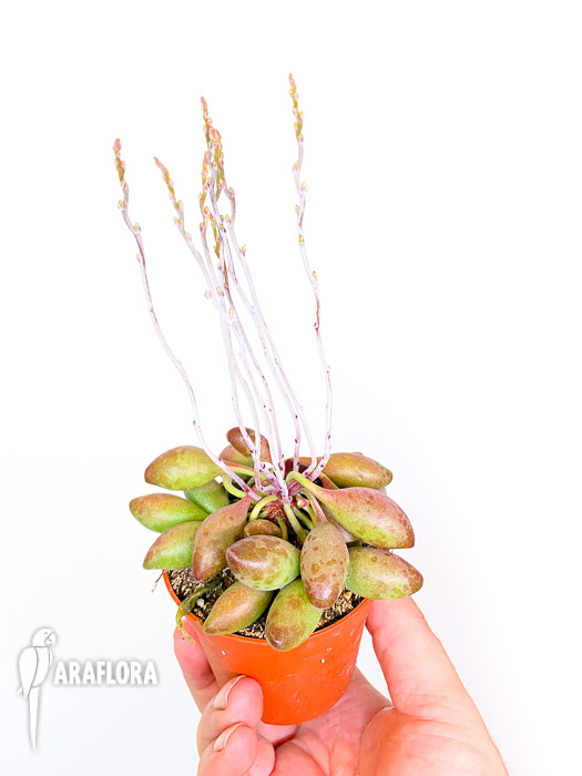 Adromischus cristatus  &lsquo;Choilandi&rsquo;