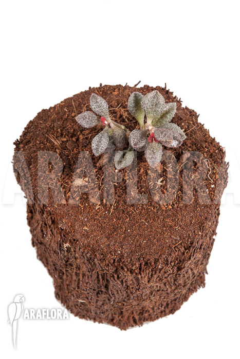 Adromischus marianiae &lsquo;Coffee-Bean&rsquo;