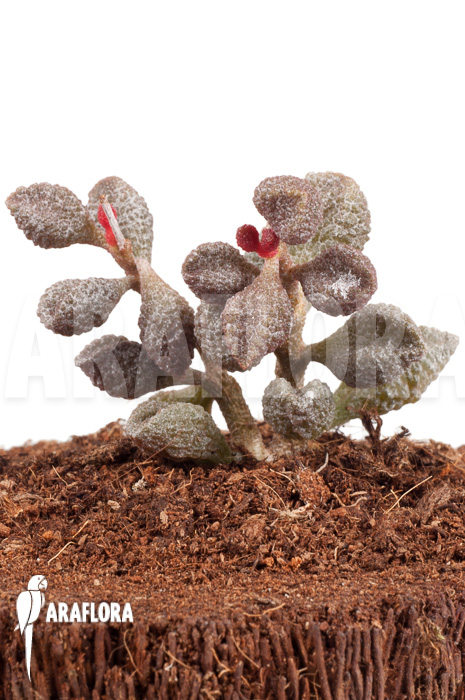 Adromischus marianiae &lsquo;Coffee-Bean&rsquo;