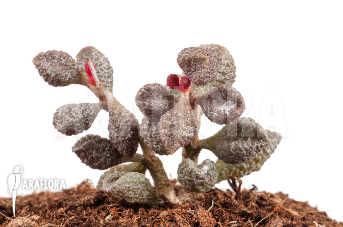 Adromischus marianiae &lsquo;Coffee-Bean&rsquo;