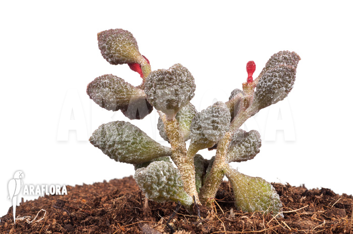Adromischus marianiae &lsquo;Coffee-Bean&rsquo;