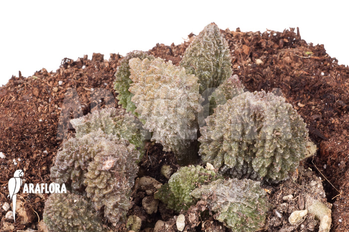 Adromischus marianiae herrei Rubra