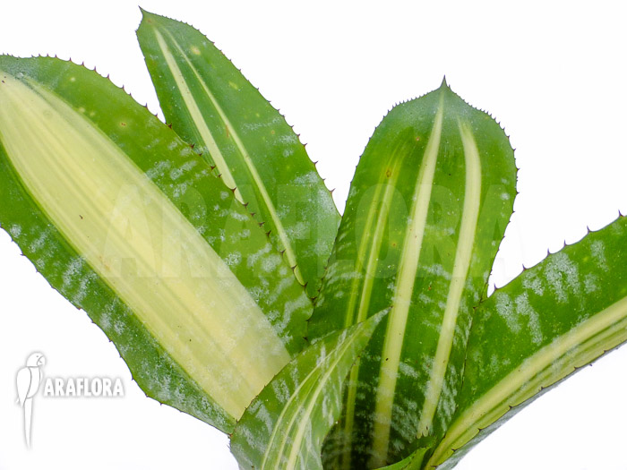 Aechmea comata &lsquo;Variegated&rsquo;