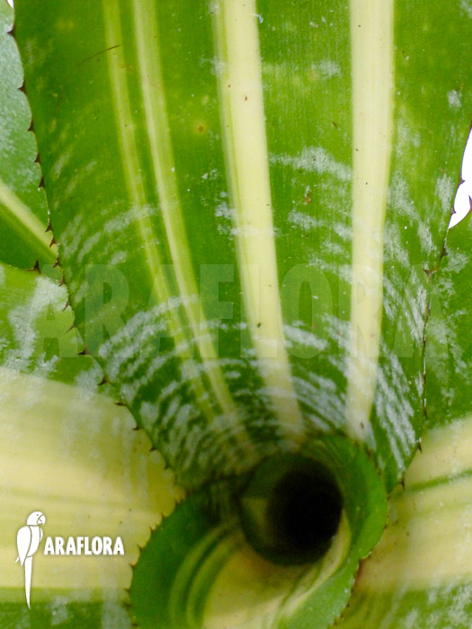 Aechmea comata &lsquo;Variegated&rsquo;