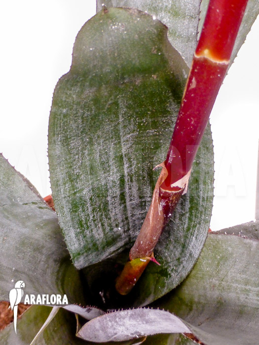 Aechmea fulgens red coral