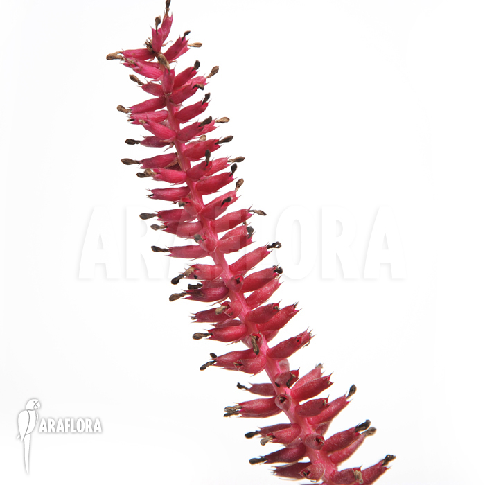 Aechmea gamosepala