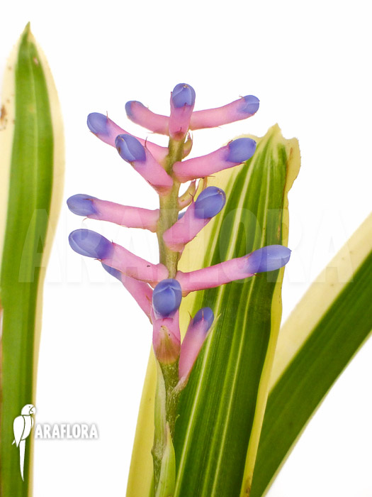 Aechmea gamosepala &lsquo;Variegated&rsquo; &lsquo;Starter&rsquo;