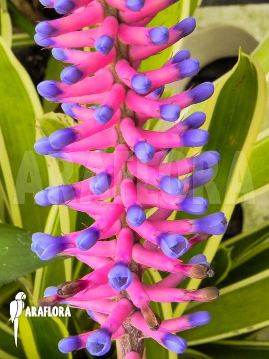 Aechmea gamosepala