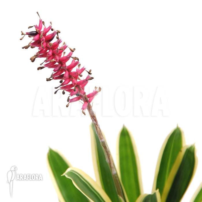 Aechmea gamosepala &lsquo;Variagated&rsquo;