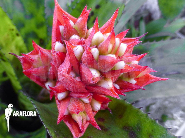 Aechmea orlandiana