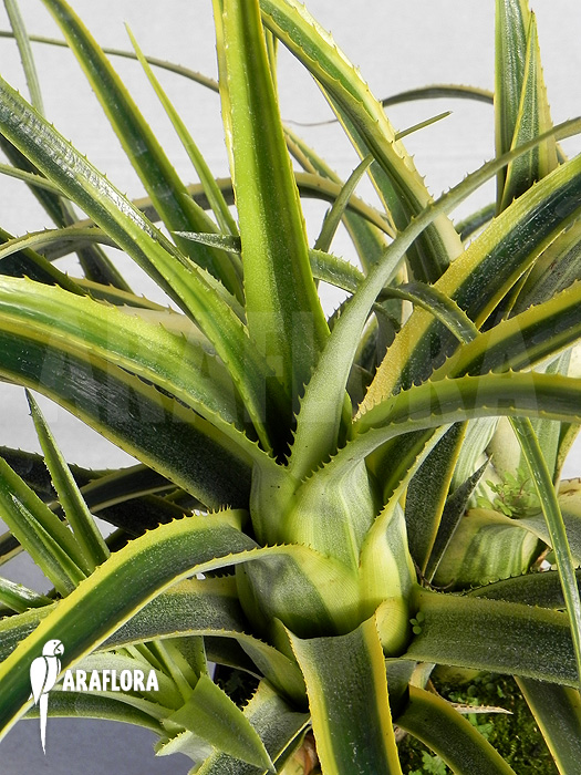 Aechmea recurvata &lsquo;Aztec&rsquo;