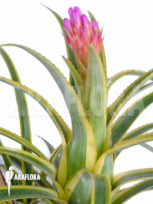 Aechmea recurvata &lsquo;Aztec&rsquo;