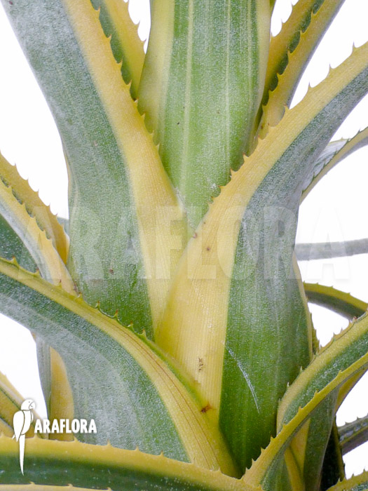 Aechmea recurvata &lsquo;Aztec&rsquo;