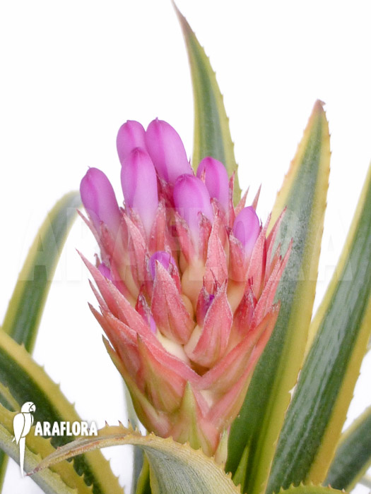 Aechmea recurvata &lsquo;Aztec&rsquo;