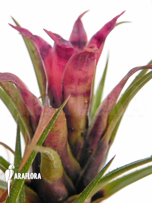 Aechmea recurvata &lsquo;Mini&rsquo;