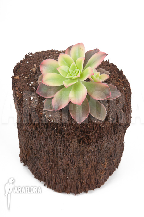 Aeonium tricolor &lsquo;Kiwi&rsquo;