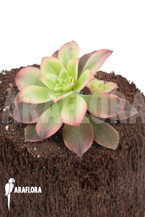 Aeonium tricolor &lsquo;Kiwi&rsquo;