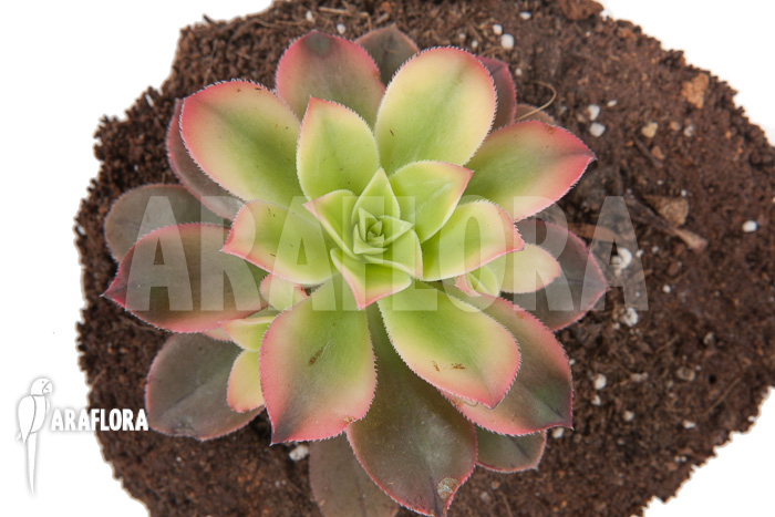 Aeonium tricolor &lsquo;Kiwi&rsquo;