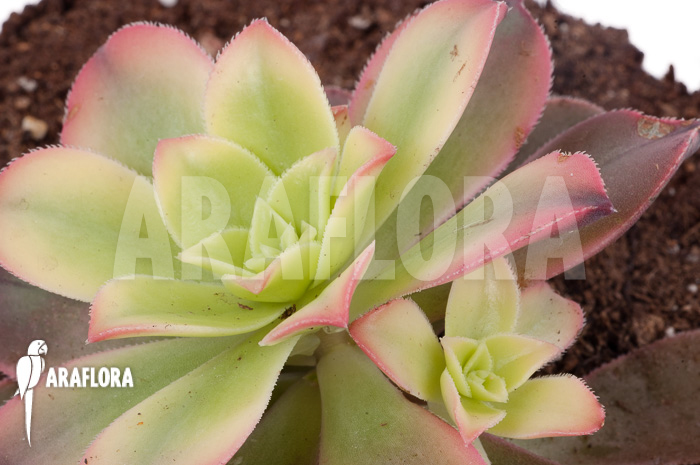 Aeonium tricolor &lsquo;Kiwi&rsquo;