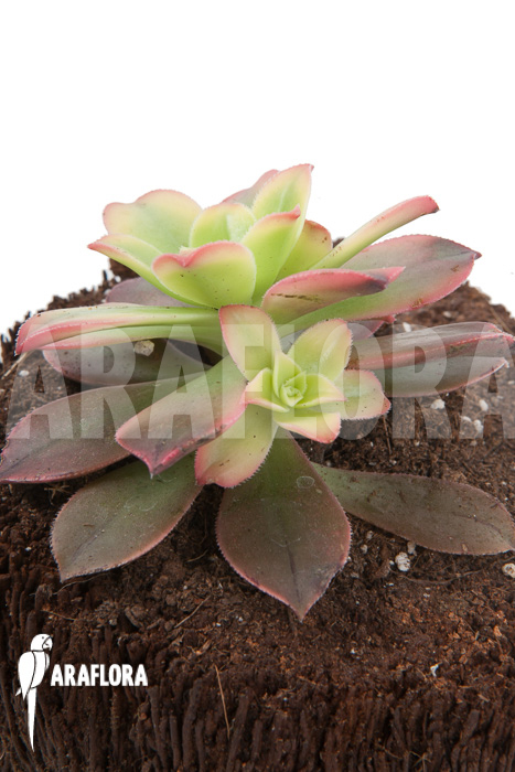 Aeonium tricolor &lsquo;Kiwi&rsquo;