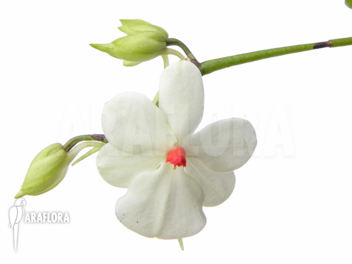 Aerangis luteoalba var. rhodosticta