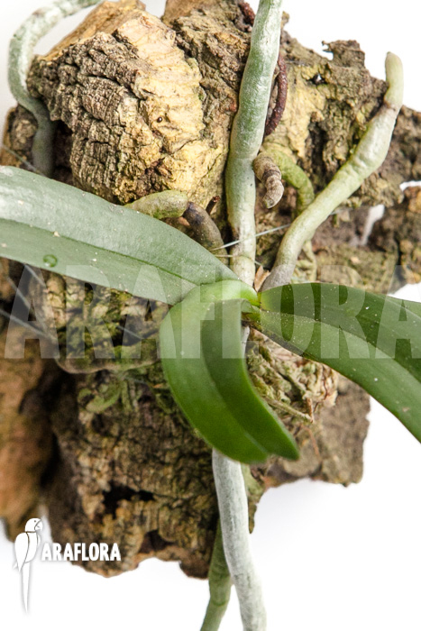 Aerangis rhodosticta