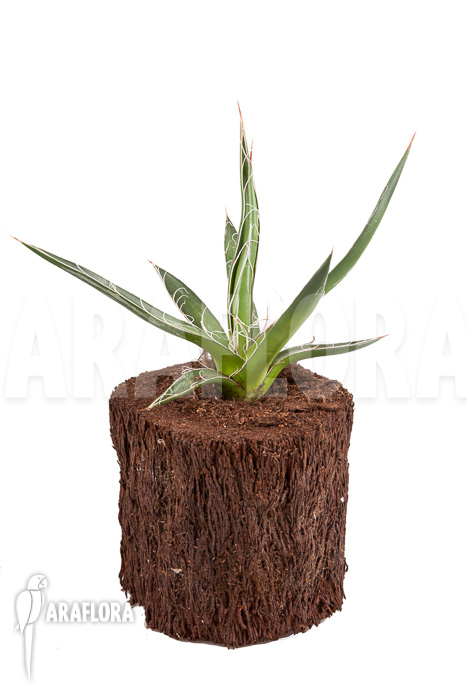 Agave filifera &lsquo;S&rsquo;