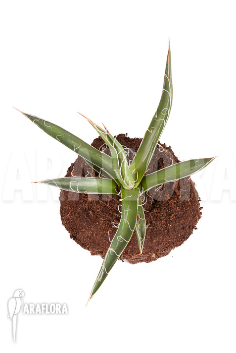 Agave filifera &lsquo;S&rsquo;