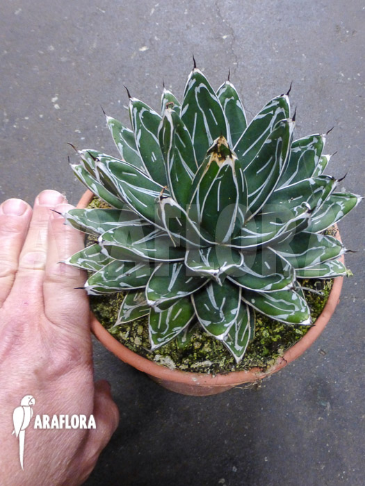 Agave victoriae reginae &lsquo;S&rsquo;