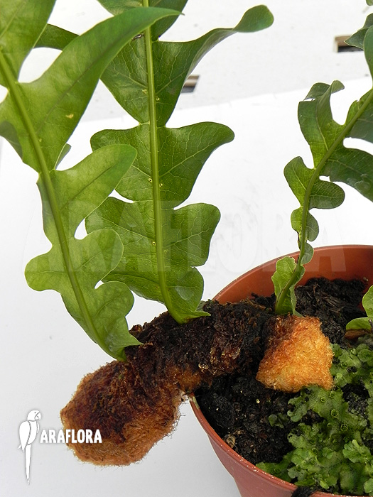 Aglaomorpha brooksii &lsquo;L&rsquo;