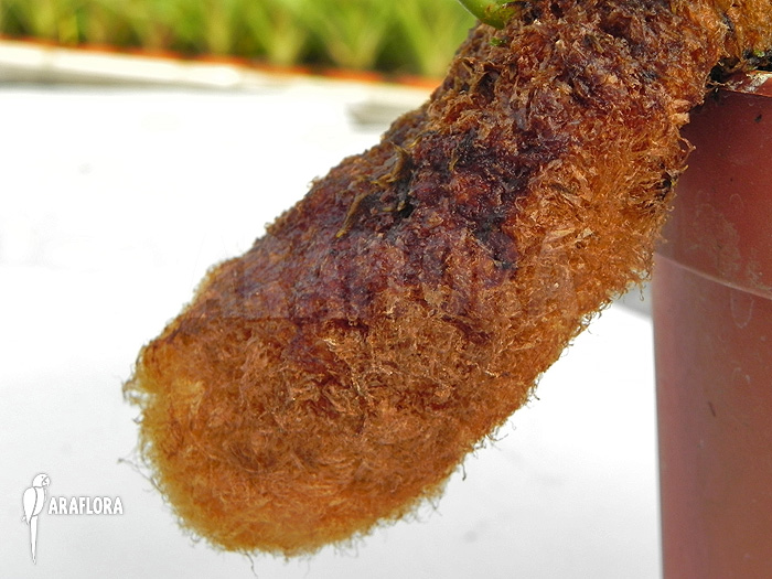 Aglaomorpha brooksii &lsquo;L&rsquo;