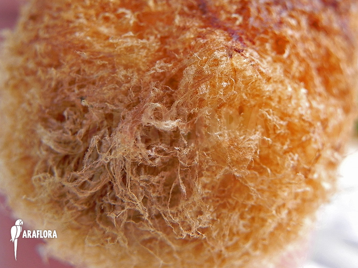 Aglaomorpha brooksii &lsquo;L&rsquo;