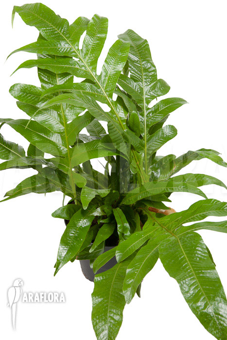 Aglaomorpha coronans &lsquo;L&rsquo;