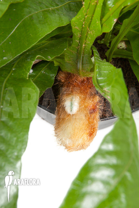 Aglaomorpha coronans &lsquo;L&rsquo;