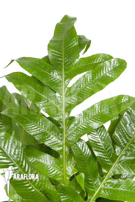 Aglaomorpha coronans &lsquo;L&rsquo;