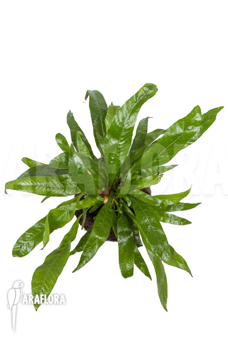 Aglaomorpha coronans &lsquo;M&rsquo;