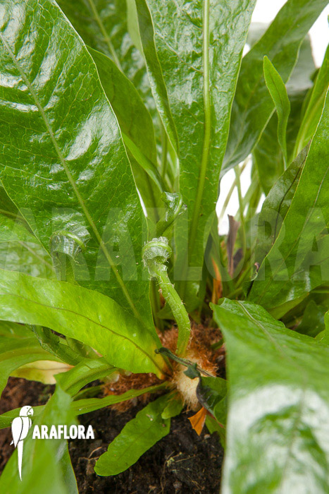 Aglaomorpha coronans &lsquo;M&rsquo;