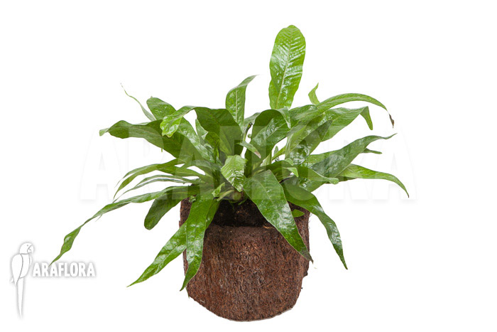 Aglaomorpha coronans &lsquo;M&rsquo;