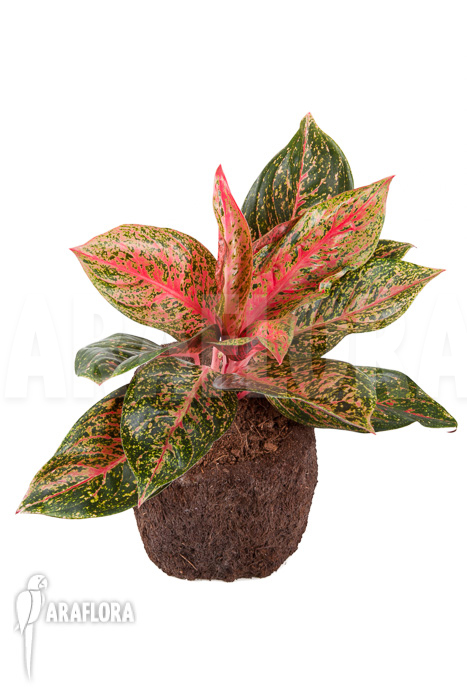 Aglaonema FLN09