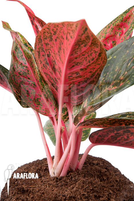 Aglaonema FLN09