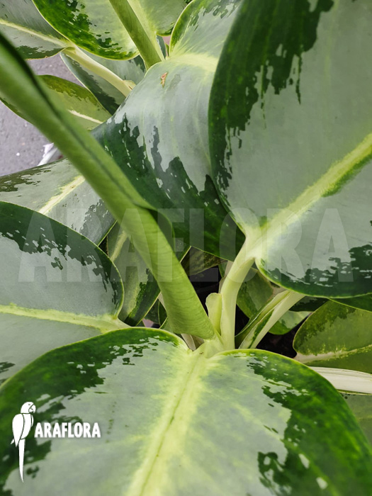 Aglaonema &lsquo;Green Bowl&rsquo;