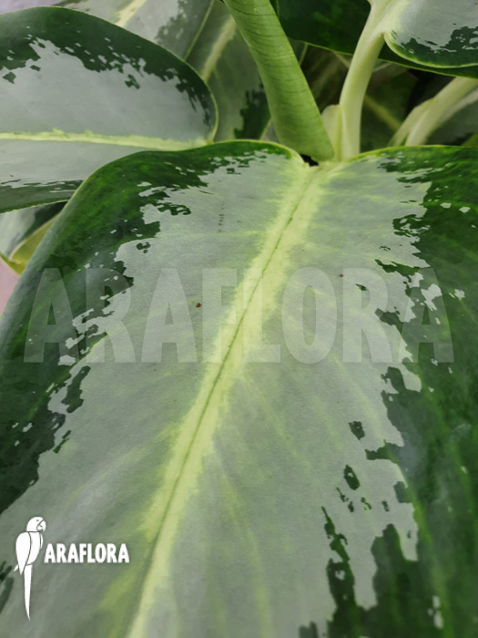Aglaonema &lsquo;Green Bowl&rsquo;