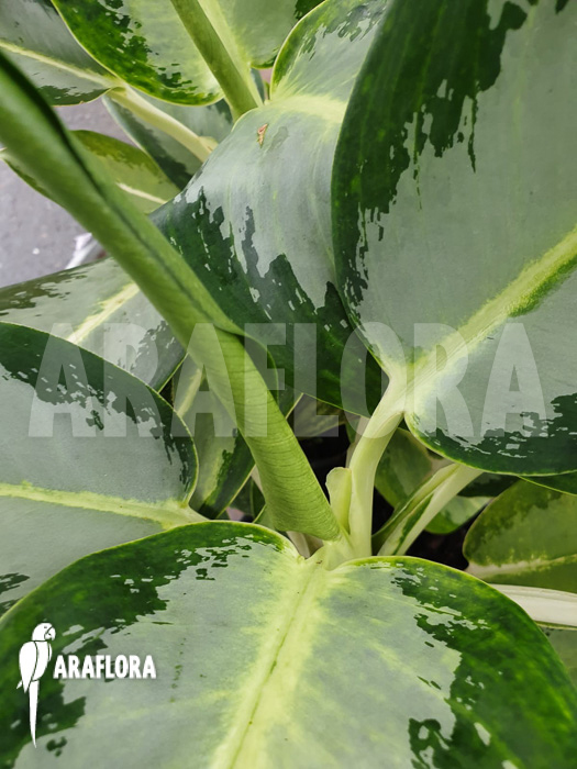 Aglaonema &lsquo;Green Bowl&rsquo;
