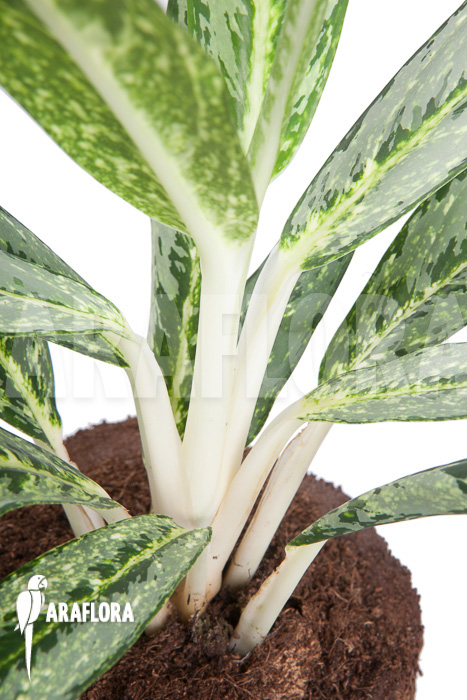 Aglaonema &lsquo;Legerprint&rsquo;