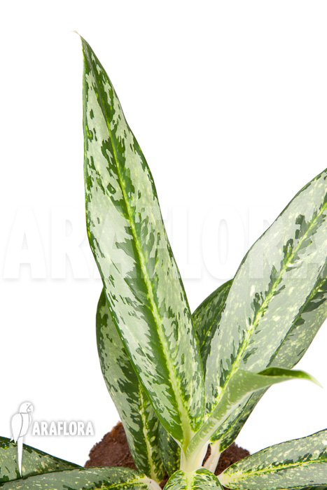 Aglaonema &lsquo;Legerprint&rsquo;