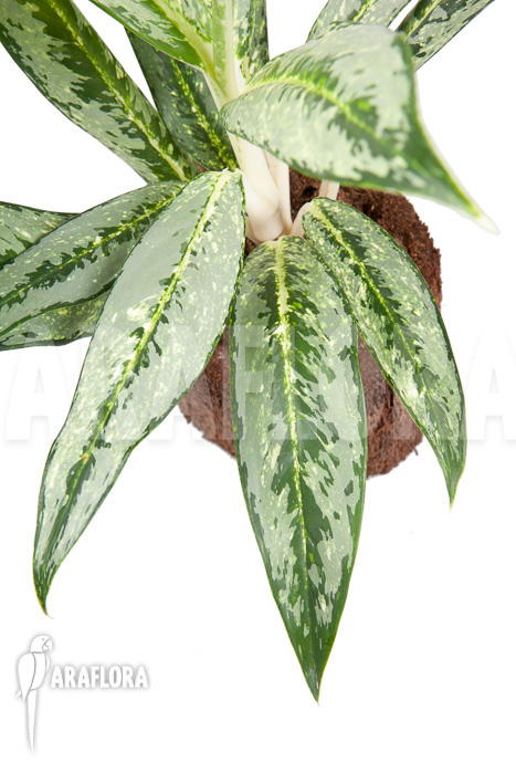 Aglaonema &lsquo;Legerprint&rsquo;