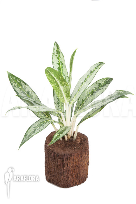 Aglaonema &lsquo;Legerprint&rsquo;